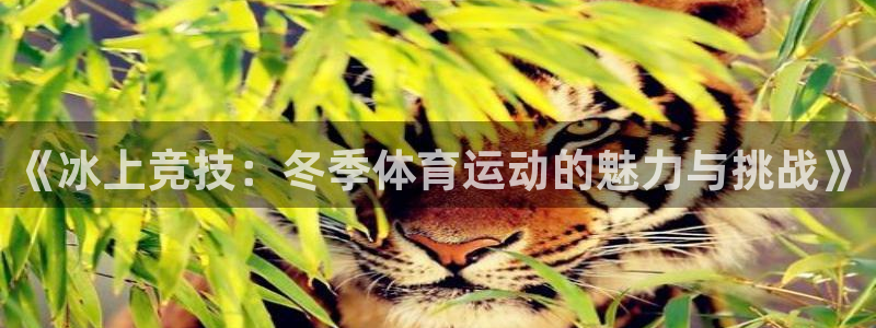 球速体育：《冰上竞技：冬季体育运动的魅力与挑战》